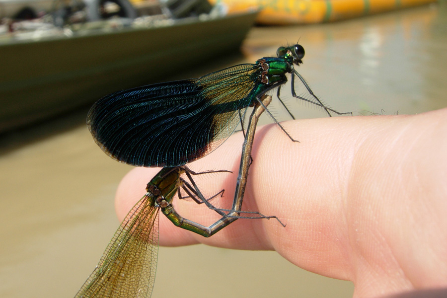 Calopteryx splendens caprai e Ischnura elegans